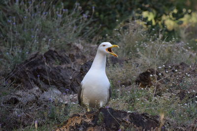 Bird perching on a field