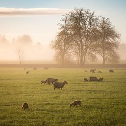 Sheep grazing on field against sky