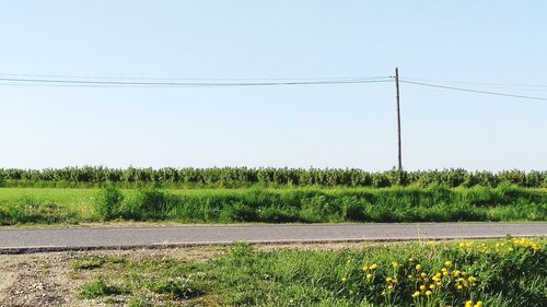 Scenic view of field against clear sky