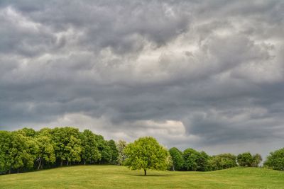 Trees on field against sky