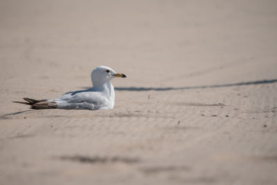 Close-up of seagull on sand