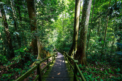 Footpath amidst trees in forest