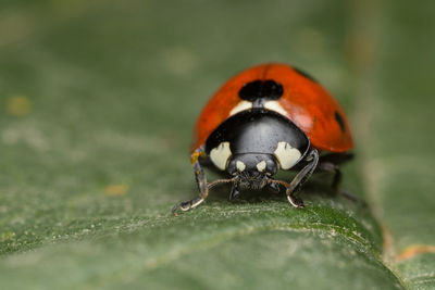 Close-up of beetle on leaf