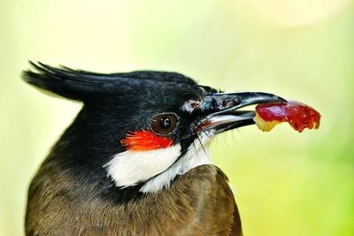 Close-up of a bird looking away