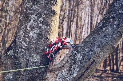 Close-up of tree trunk in forest