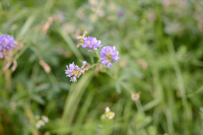 Close-up of flowers blooming outdoors