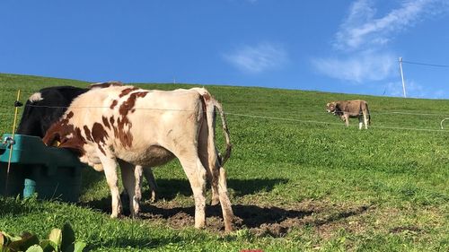 Cows grazing in field