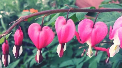 Close-up of pink flowers