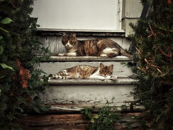 Cats resting on steps of house