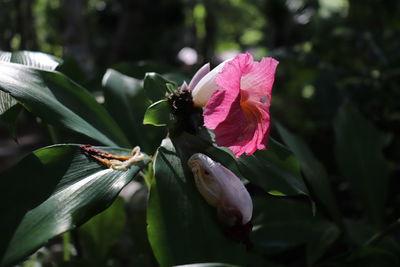 Close-up of pink flowering plant