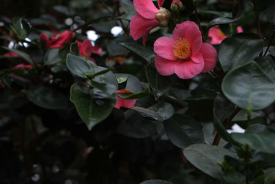 Close-up of pink flowers
