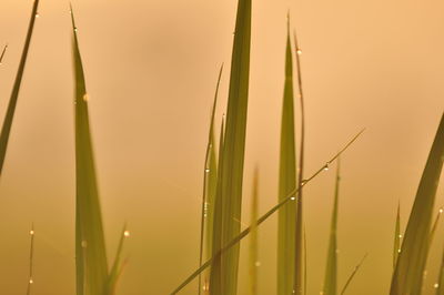 Close-up of fresh green grass against sky during sunset