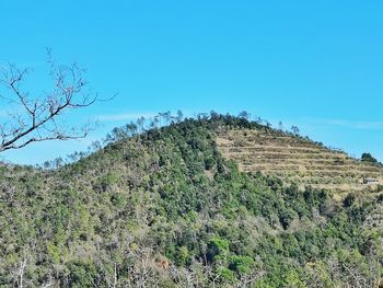 Plants growing on land against clear blue sky