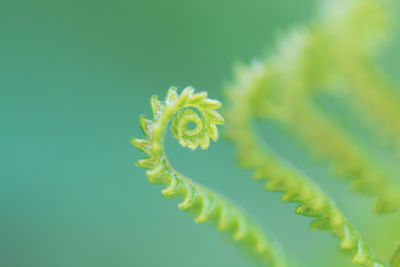 Close-up of fern