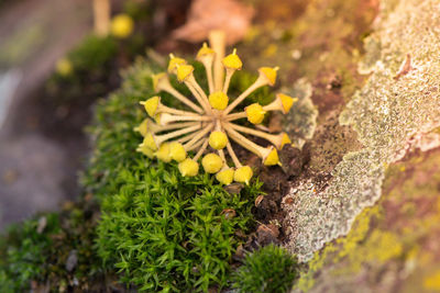 Close-up of yellow flowers blooming outdoors