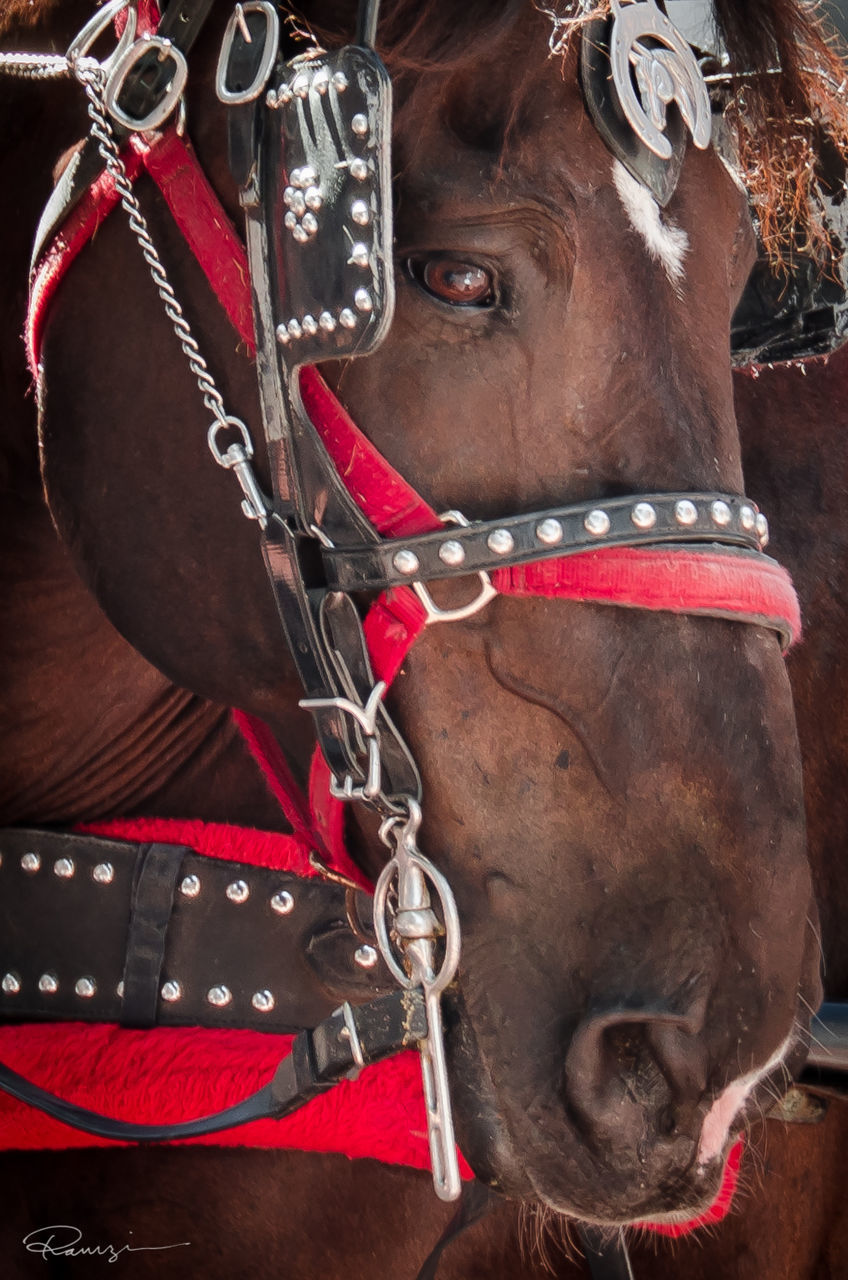 close-up, mammal, bridle, focus on foreground, portrait, part of, day, outdoors, animal body part, lifestyles