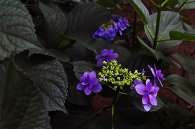 Close-up of purple flowers blooming outdoors