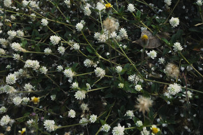 High angle view of white flowering plant leaves on field