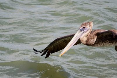 Close-up of pelican on lake