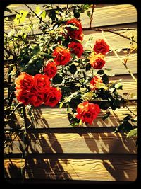 Close-up of red flowers