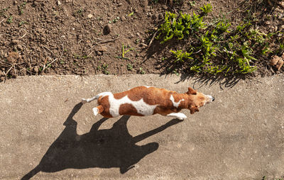 Fox-terrier dog walking outside