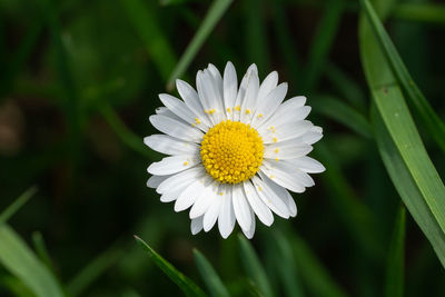 Close-up of white daisy flower