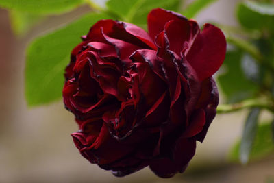 Close-up of red rose