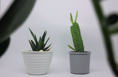 Close-up of potted plant