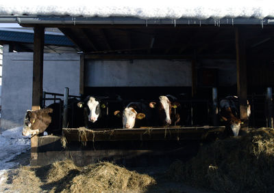 Cows in stable