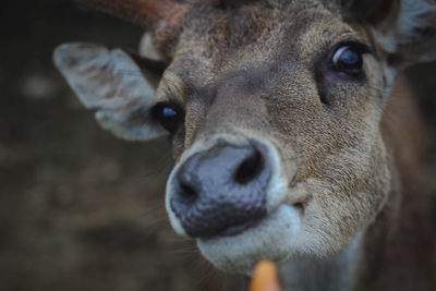 Timor deer close-up