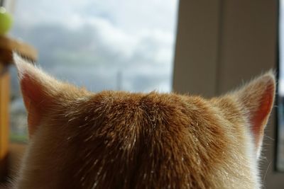 Close-up of cat