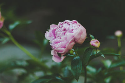 Close-up of pink rose