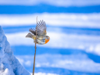 Close-up of bird perching on twig during winter