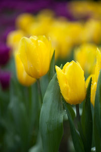 Close-up of yellow tulip