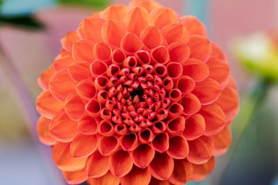 Close-up of red dahlia