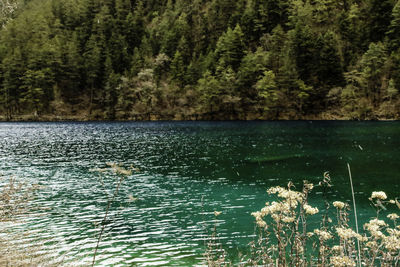 Scenic view of trees by rippled water