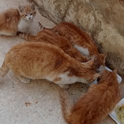 High angle view of cats sleeping