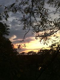 Silhouette of trees at sunset