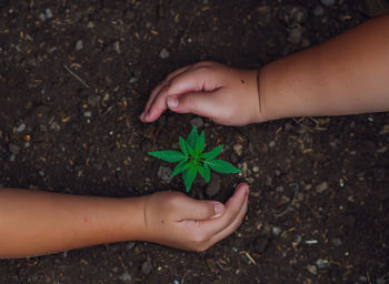 High angle view of hand holding small plant