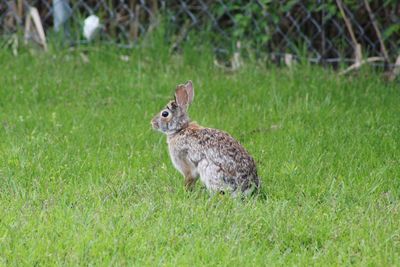 Side view of a rabbit on field