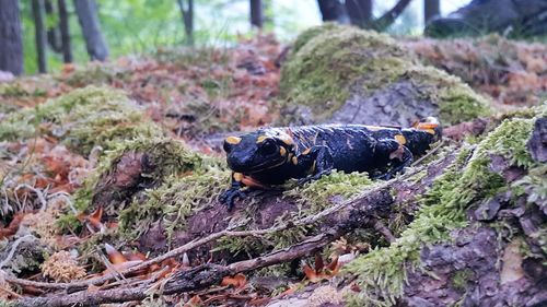 High angle view of birds on land