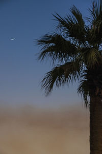 Low angle view of palm tree against sky