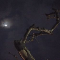 Low angle view of trees against dark sky