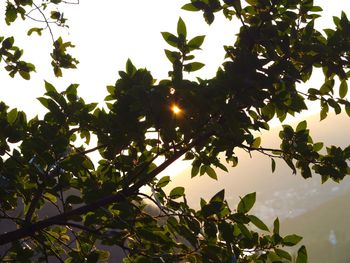 Low angle view of tree against clear sky