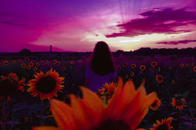 Rear view of woman and purple flowering plants on field during sunset