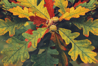 Close-up of autumn leaves