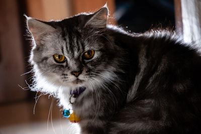 Close-up portrait of black cat at home