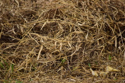 Full frame shot of dry plants on field