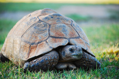 Close-up of a tortoise on field