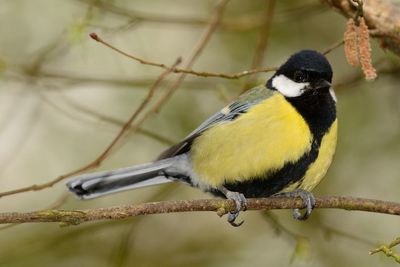 Close-up of great tit perching on twig